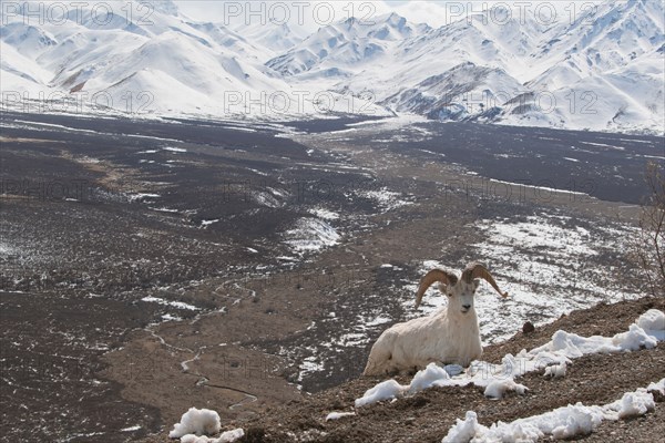 Ram relaxing on snowy mountain