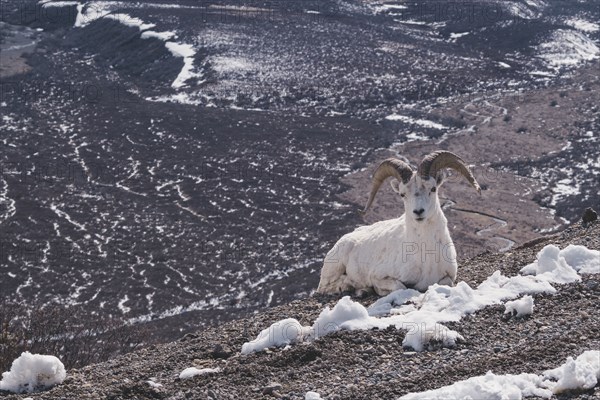 Ram relaxing on snowy mountain