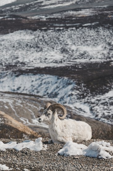 Ram relaxing on snowy mountain