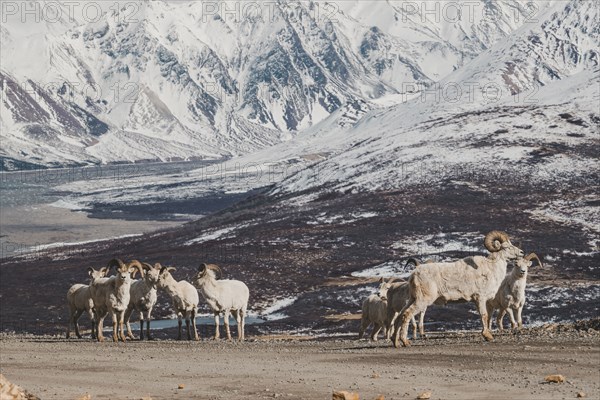 Rams on snowy mountain