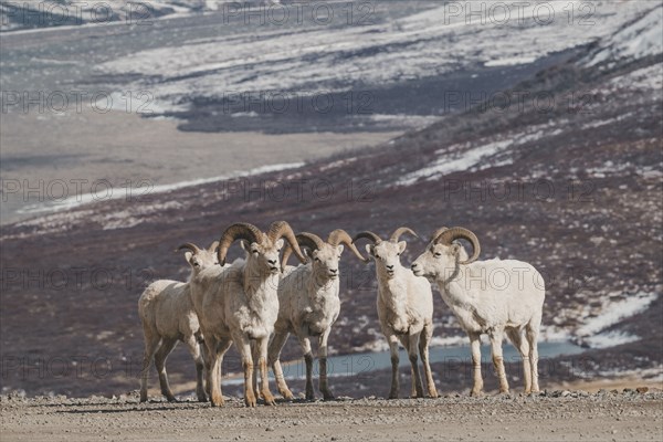 Rams on snowy mountain