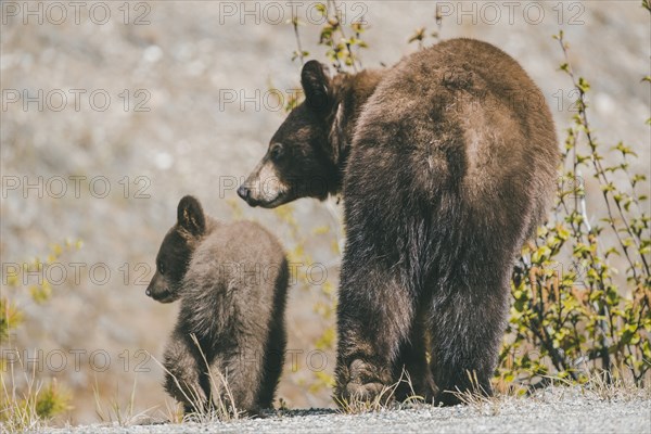 Rear view of bear and cub walking