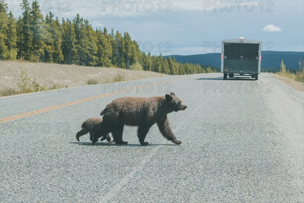 Bear and cub crossing street behind truck