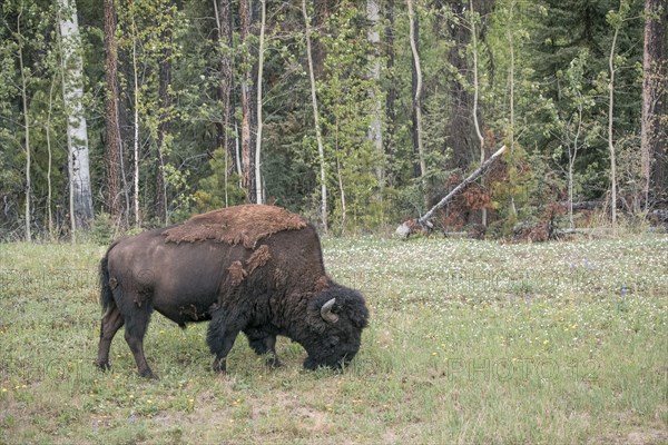 Bison grazing in field