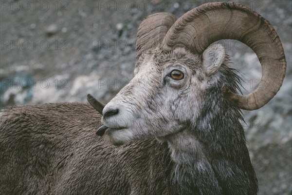 Close up of curious ram