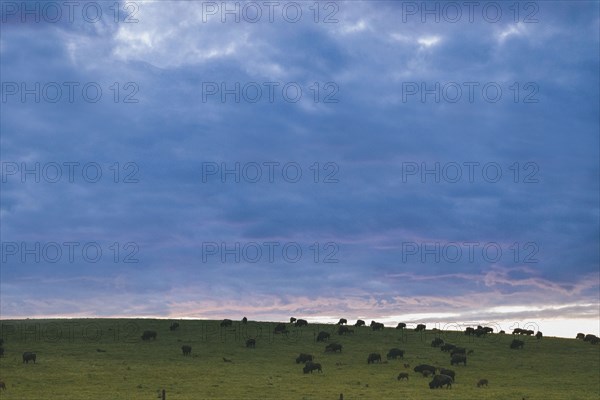 Clouds over bison grazing in field