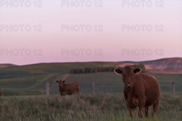 Cows in pasture