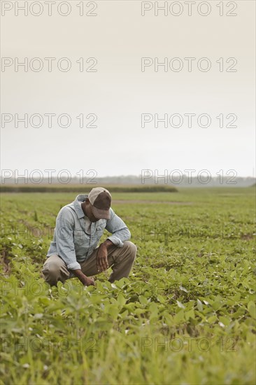 African American farmer looking at crops in field