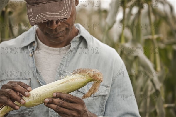 African American farmer tending corn crop