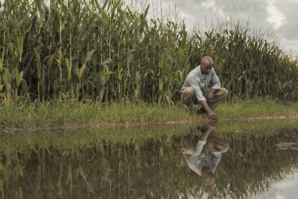 African American farmer squatting near water and crops