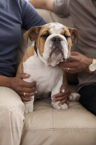 Couple sitting on sofa petting English bulldog