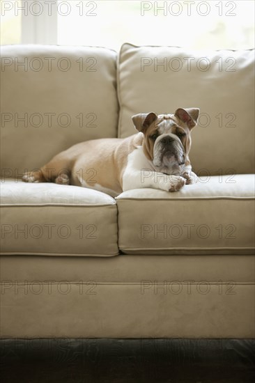 English bulldog laying on sofa