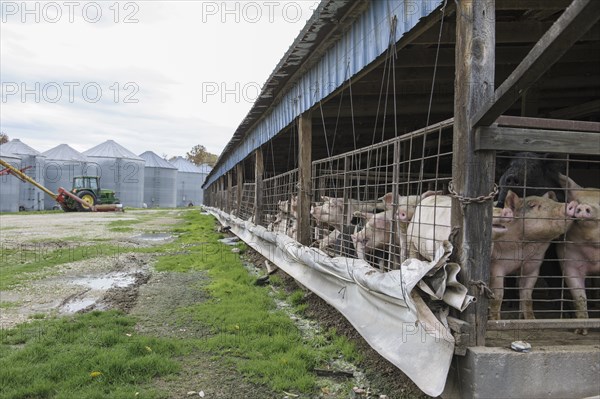 Pigs in enclosure on farm
