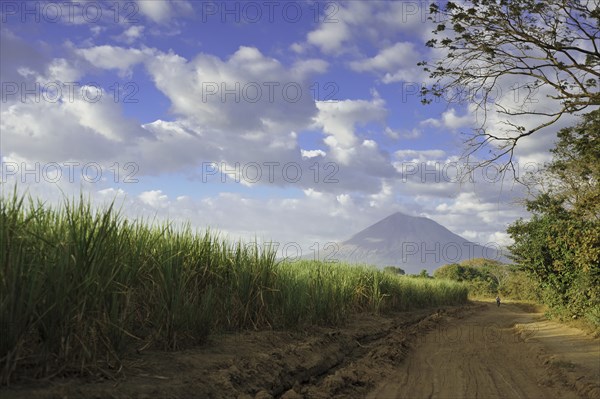 Tall grass along rural dirt road