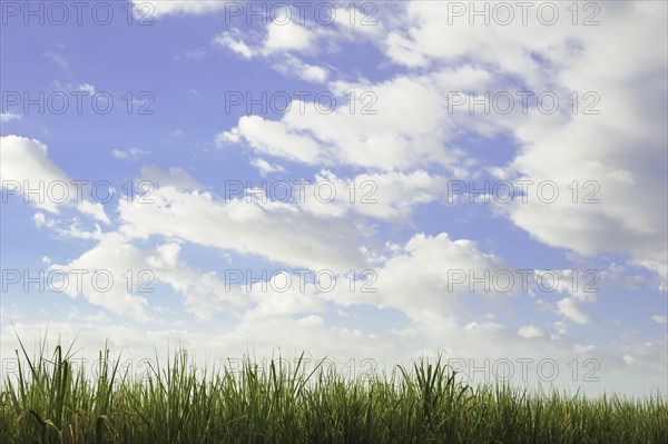 Tall grass under blue sky