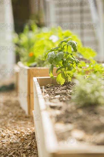 Plants growing in wood boxes in garden