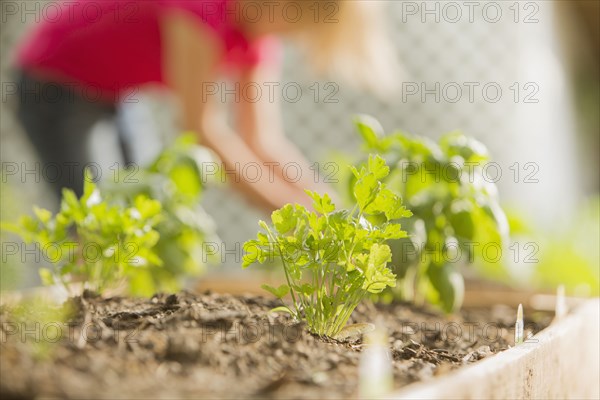 Close up of plants growing in wood box in garden