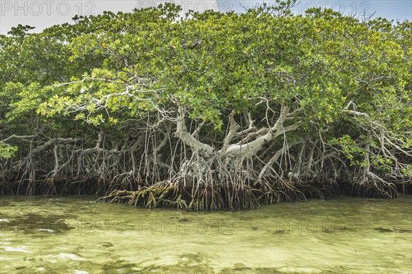 Tree growing in marshy swamp