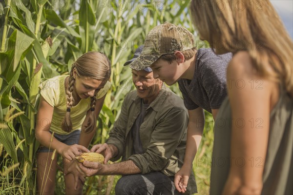 Caucasian family examining corn crops on farm