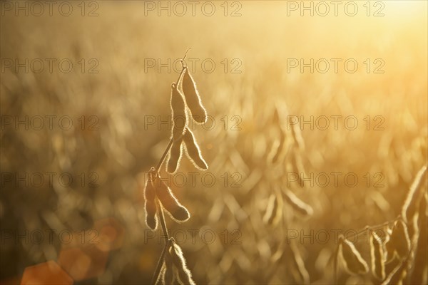 Close up of crops growing in farm field