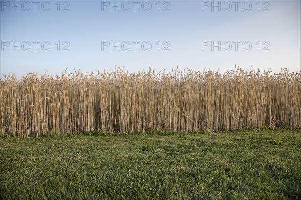 Field of wheat