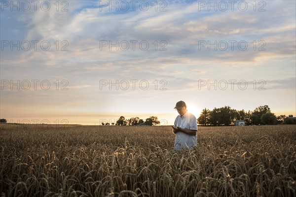 Distant Caucasian man examining wheat in field