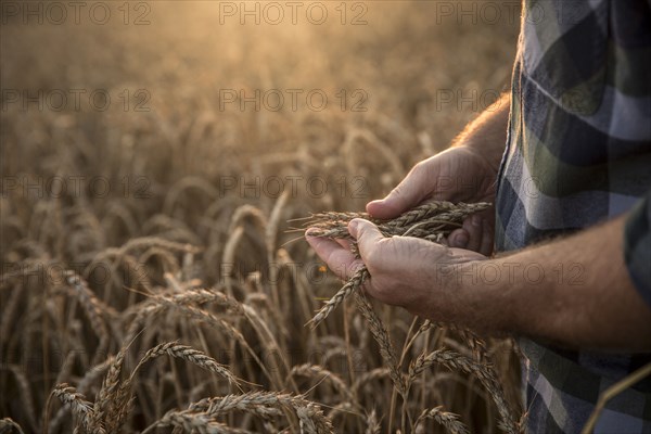 Hands of Caucasian man examining wheat in field