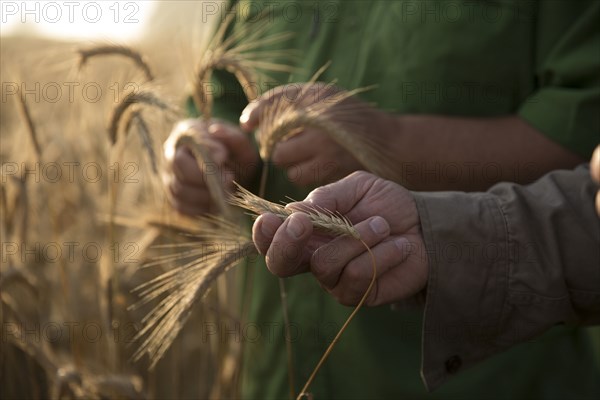 Caucasian men examining wheat