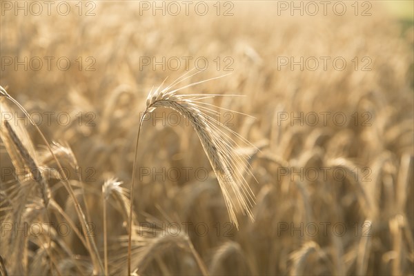 Close up of golden wheat