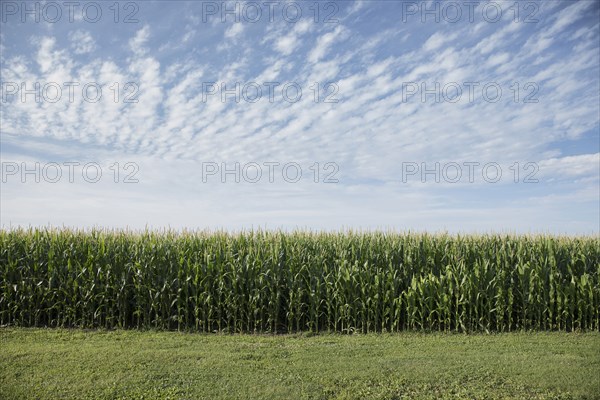 Field of corn