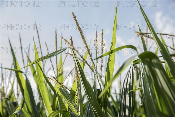 Close up of green leaves