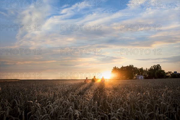 Distant Caucasian men in field of wheat at sunset