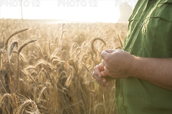 Hands of Caucasian man examining wheat