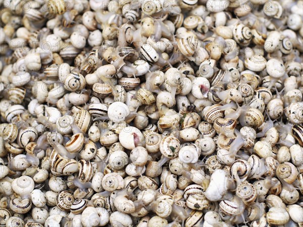 Close up of periwinkle shells