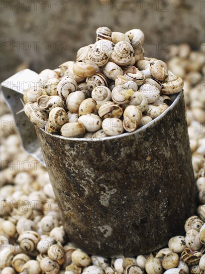 Close up of periwinkle shells in metal cup