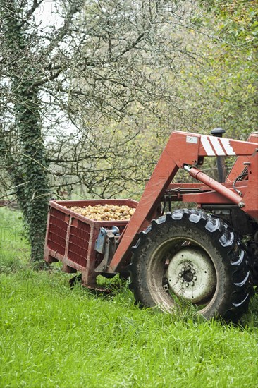 Tractor harvesting fruit in orchard