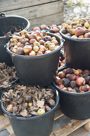 Buckets of apple on wooden bench