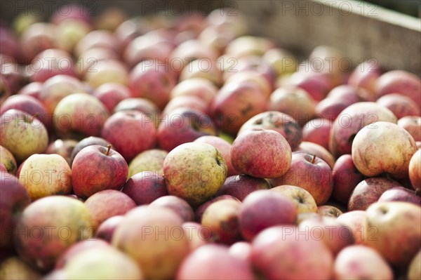 Close up crate of apples