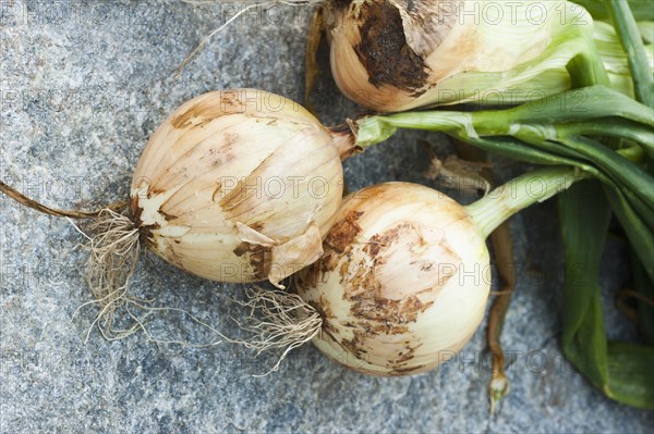 Close up of freshly picked onion bulbs