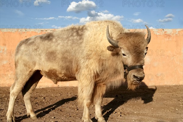 Side view of buffalo