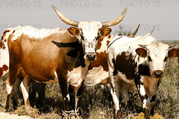 Cattle standing in grass