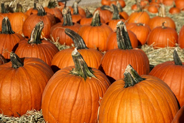 Large group of pumpkins