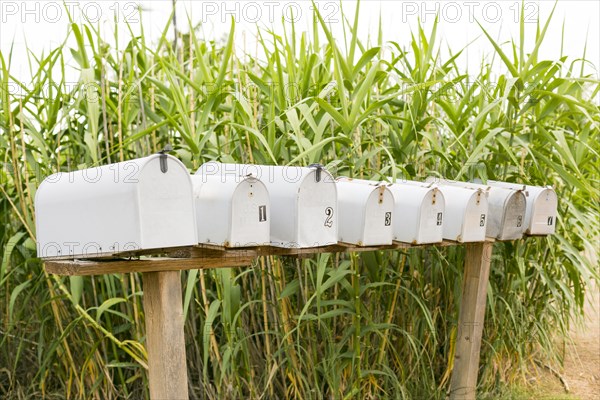 Row of mailboxes near corn stalks