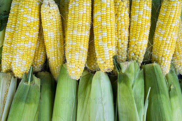 Fresh corn at market