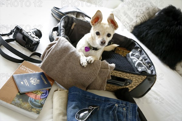 Dog sitting in suitcase on bed