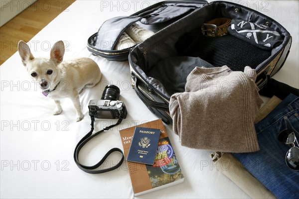 Dog sitting on bed near suitcase