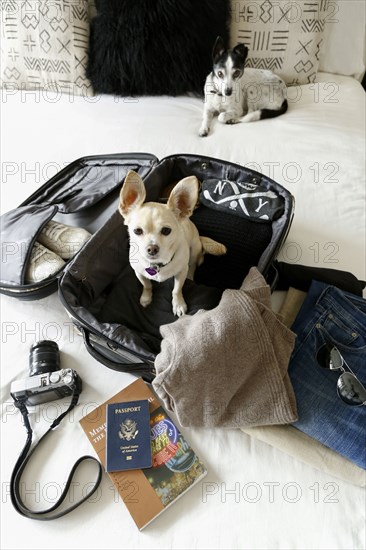 Dog sitting in suitcase on bed