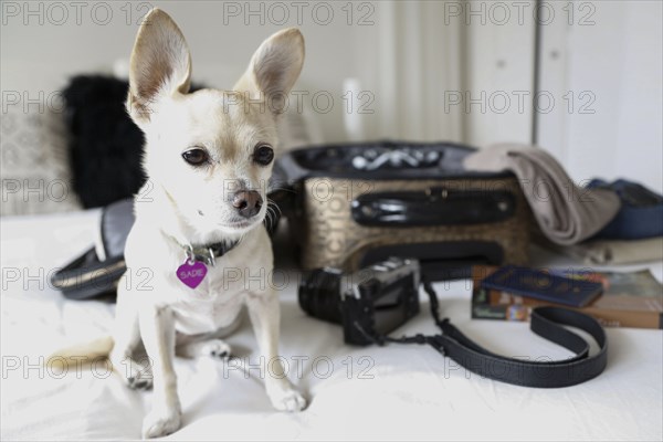 Dog sitting on bed near suitcase