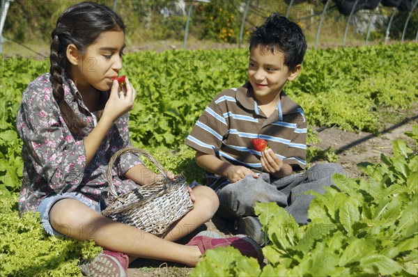 Hispanic siblings picking organic strawberries