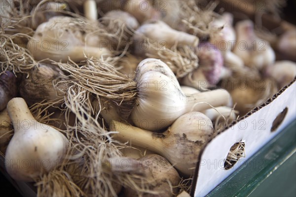 Close up of garlic bulbs for sale